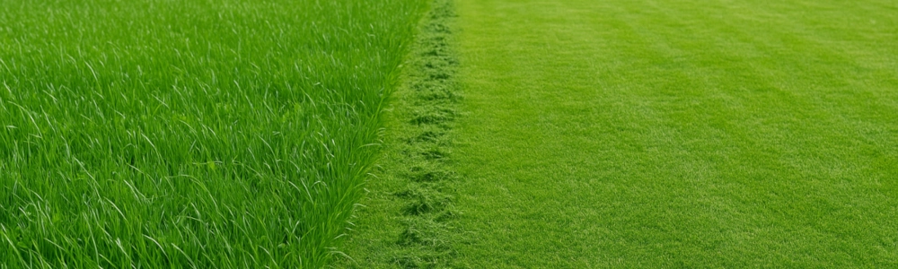 כיסוח דשא מקצועי